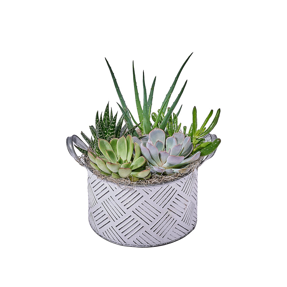 Potted Succulent Garden
