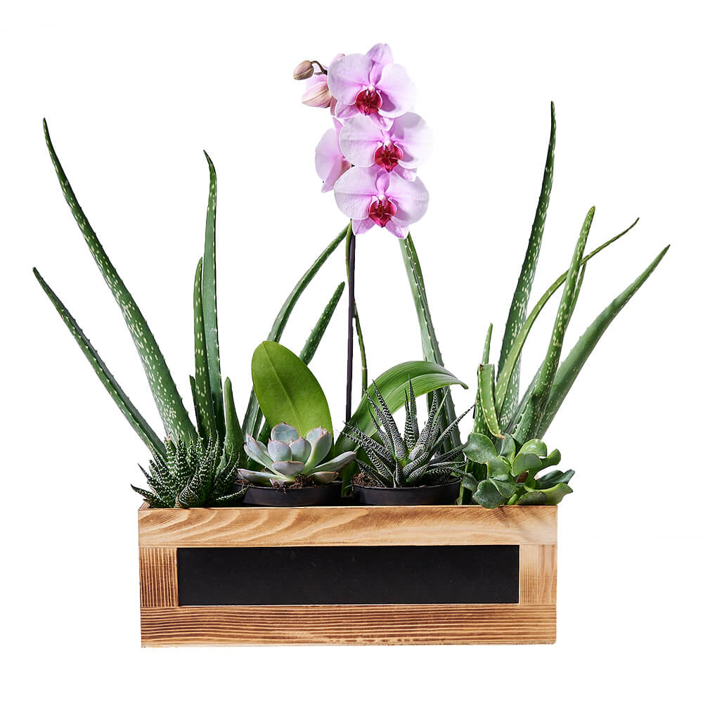 Succulent & Orchid Gift Arrangement, orchid gift, orchid, plant gift, plant, aloe gift, aloe, succulent gift, succulent, graduation gift, graduation