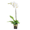 Valentine's Day Pearl Essence White Orchid, white orchid plant in a ceramic planter, Plant Gifts from Blooms New Jersey - Same Day New Jersey Delivery.