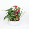 Valentine's Day Potted White Anthurium, plant gift, plant, valentines day gift, valentines day