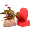 Valentine's Day Romantic Anthurium, valentines day gift, valentines day, plant gift, plant, valentines gift, valentines