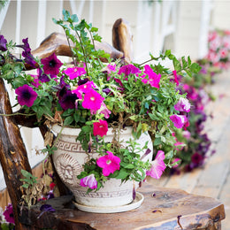 Plant of the Month Clubs New Jersey