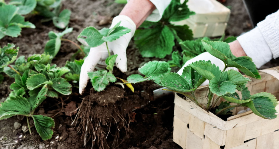 Plant of the Month Clubs New Jersey