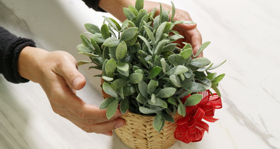 Plant of the Month Clubs New Jersey