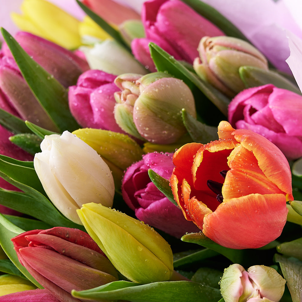 Resplendent Spring Tulip Gift Set, tulip gift baskets, gourmet gifts, gifts, tulips, wine gifts