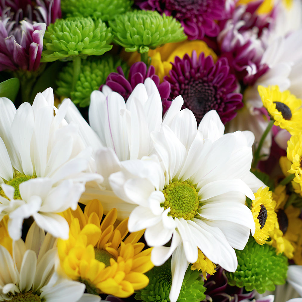 Mother's Day Wildflower Daisy Bouquet, mixed coloured selection of daisies in a floral wrap with a designer ribbon, Flower Gifts from Blooms New Jersey - Same Day New Jersey Delivery.
