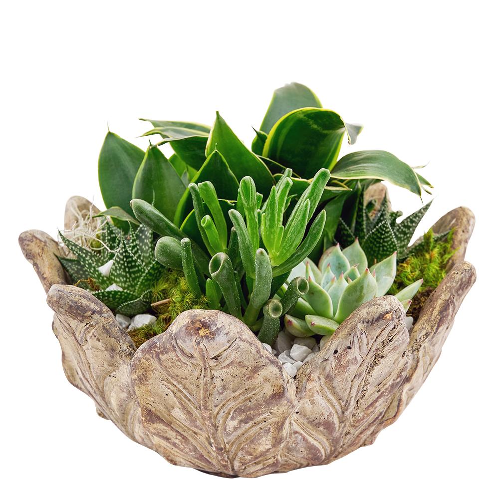 House Plants New Jersey | Indoor Plant Delivery - NEW JERSEY BLOOMS