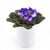 Calming Notes African Violet Plant