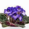 Calming Notes African Violet - New Jersey Plant Delivery - New Jersey Blooms