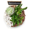 Circle of Life Succulent Terrarium - Plant Gift - Assorted succulents planted in a glass terrarium - New York Blooms - New York Delivery Blooms
