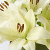 Cornsilk Surprise Lily Box Arrangement - New Jersey Blooms - New Jersey Flower Delivery