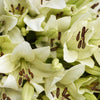 Crisp Snow Lily Bouquet - New Jersey Blooms - New Jersey Flower Delivery