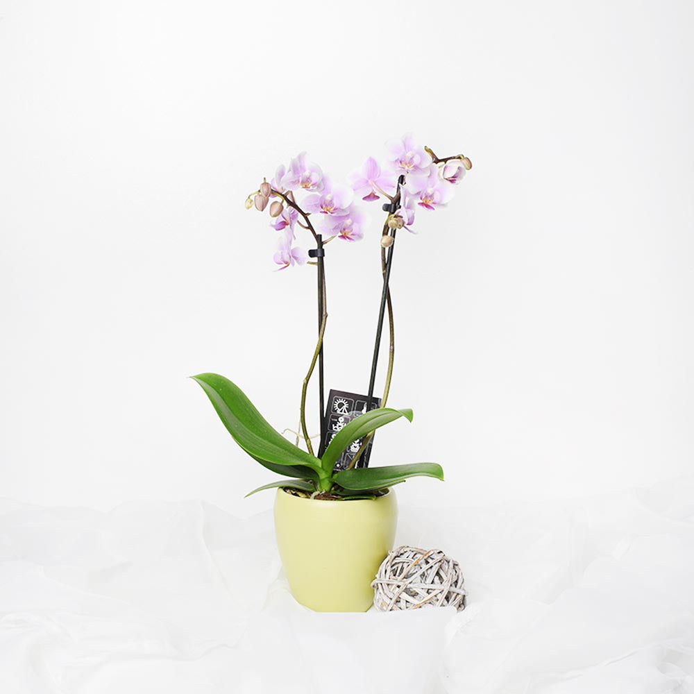 Orchid Vase Arrangement, floral gift baskets, gift baskets, flower gift baskets