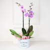 Potted Orchids, floral gift baskets, Valentine's Day gifts, gift baskets, romance