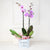 Potted Orchids