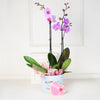 Valentine’s Day Orchids Gift Basket, gourmet gift baskets, floral gift baskets, Valentine's Day gifts, gift baskets, romance