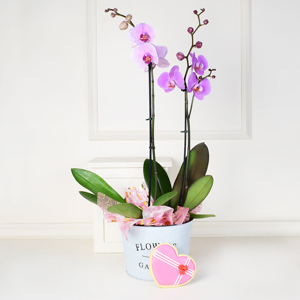Valentine's Day Orchids Gift Basket - floral gift baskets - USA