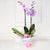 Valentine’s Day Orchids Gift Basket