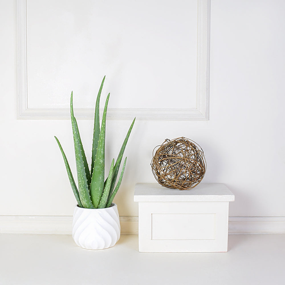 Potted Aloe Vera Plant - floral gift baskets - Canada Delivery - USA  Delivery