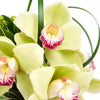 Delicate Pastel Orchid Floral Gift - New Jersey Blooms - New Jersey Flower Delivery