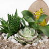 Easter Egg Rock Succulent - New Jersey Blooms - New Jersey Plant Delivery