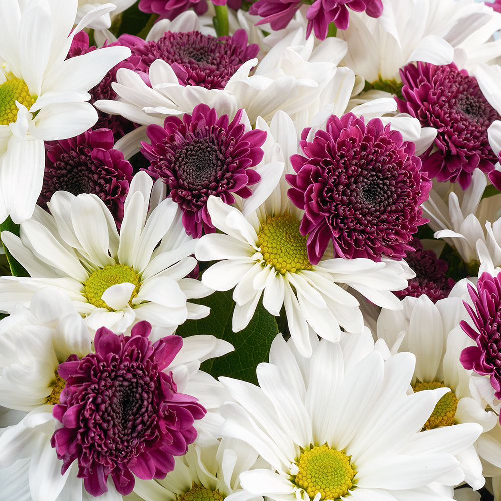 Mother's Day Spring Daisy Bouquet, white and purple daisies gathered with ruscus in a floral wrap and tied with a designer ribbon, Flower Gifts from Blooms New Jersey - Same Day New Jersey Delivery.