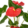 Flamingo Plant Arrangement - New Jersey Flowering Plant Delivery - New Jersey Blooms