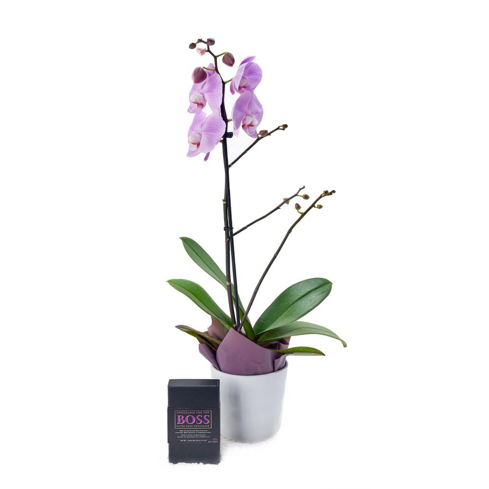Floral Treasures Flowers &amp; Chocolate Gift, purple orchid in a white ceramic planter, BOSS Extra Dark Chocolate Bar pairs excellently with Malbec, Bordeaux, Barolo and Cabernet, Floral Gifts from Blooms New Jersey - Same Day New Jersey Delivery.