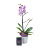 Floral Treasures Flowers & Chocolate Gift, purple orchid in a white ceramic planter, BOSS Extra Dark Chocolate Bar pairs excellently with Malbec, Bordeaux, Barolo and Cabernet, Floral Gifts from Blooms New Jersey - Same Day New Jersey Delivery.