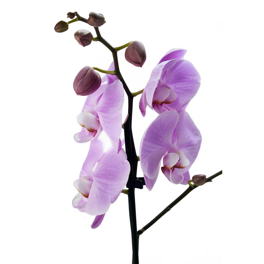 Floral Treasures Flowers & Chocolate Gift, purple orchid in a white ceramic planter, BOSS Extra Dark Chocolate Bar pairs excellently with Malbec, Bordeaux, Barolo and Cabernet, Floral Gifts from Blooms New Jersey - Same Day New Jersey Delivery.