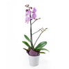 Floral Treasures Exotic Orchid Plant, purple orchid in a white ceramic planter, Plant Gifts from Blooms New Jersey - Same Day New Jersey Delivery.
