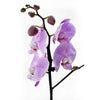 Floral Treasures Exotic Orchid Plant, purple orchid in a white ceramic planter, Plant Gifts from Blooms New Jersey - Same Day New Jersey Delivery.