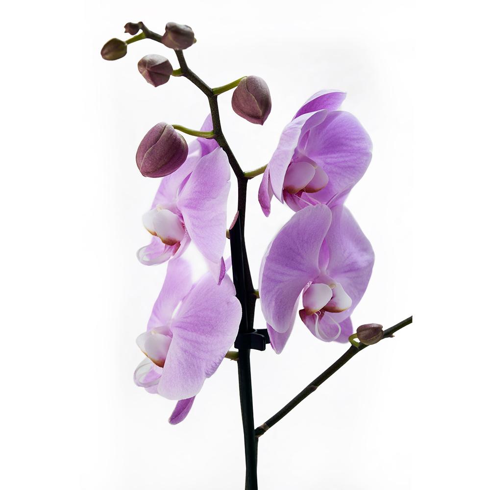 Floral Treasures Flowers & Champagne Gift, purple orchid in a white ceramic planter, BOSS Extra Dark Chocolate, bottle of sparkling wine, Floral Gifts from Blooms New Jersey - Same Day New Jersey Delivery.