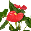 For My Love Flower Gift - New Jersey Blooms - New Jersey Flower Delivery