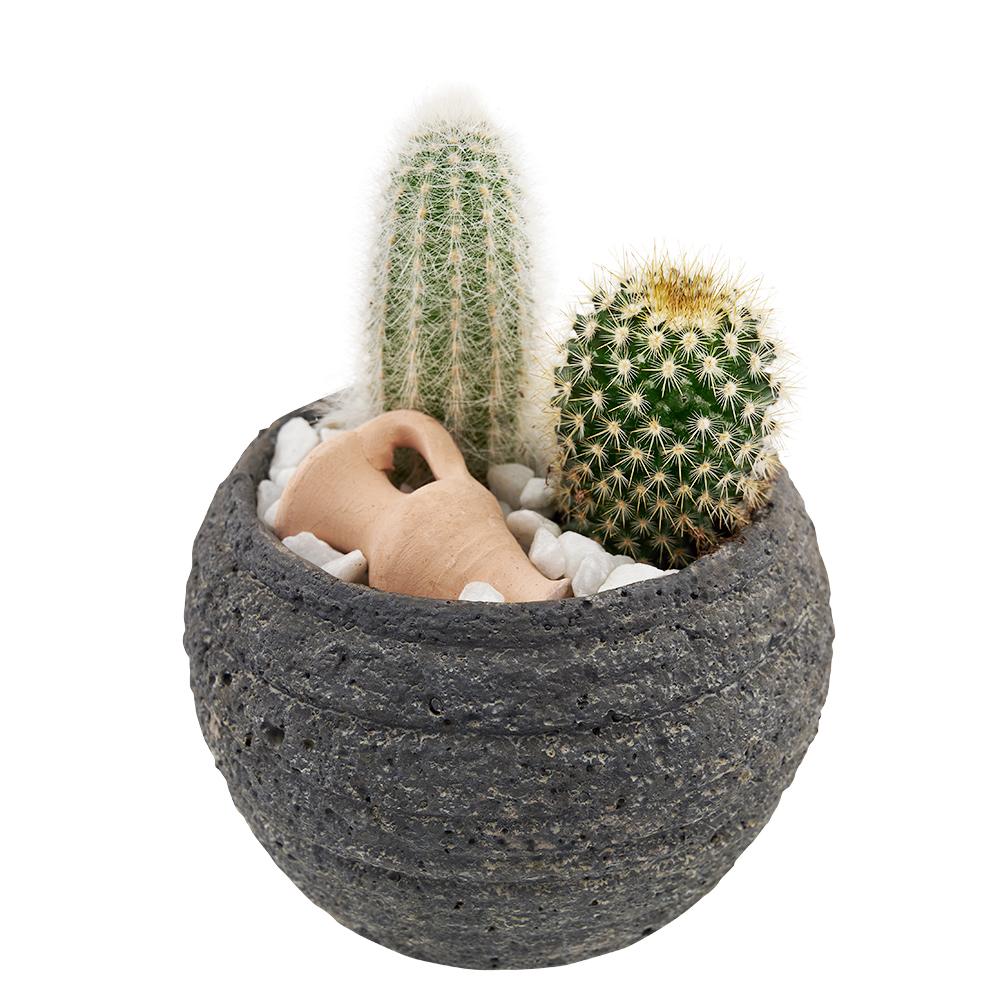 Cactus Gifts New Jersey Flower Delivery - New Jersey Same Day Shipping -  NEW JERSEY BLOOMS