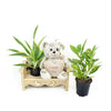 Gardener's Chair Potted Plant arrangement with bear - New Jersey Blooms - New Jersey Flower Delivery