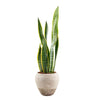 Golden Edged Sansevieria Plant - New Jersey Blooms - New Jersey Plant Delivery