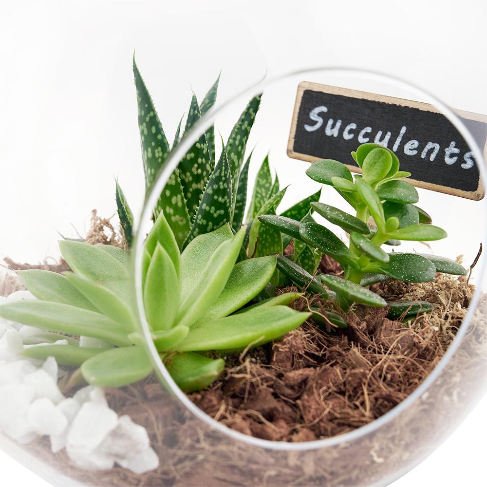 Succulent (Assorted Varieties) – ECOVIBE