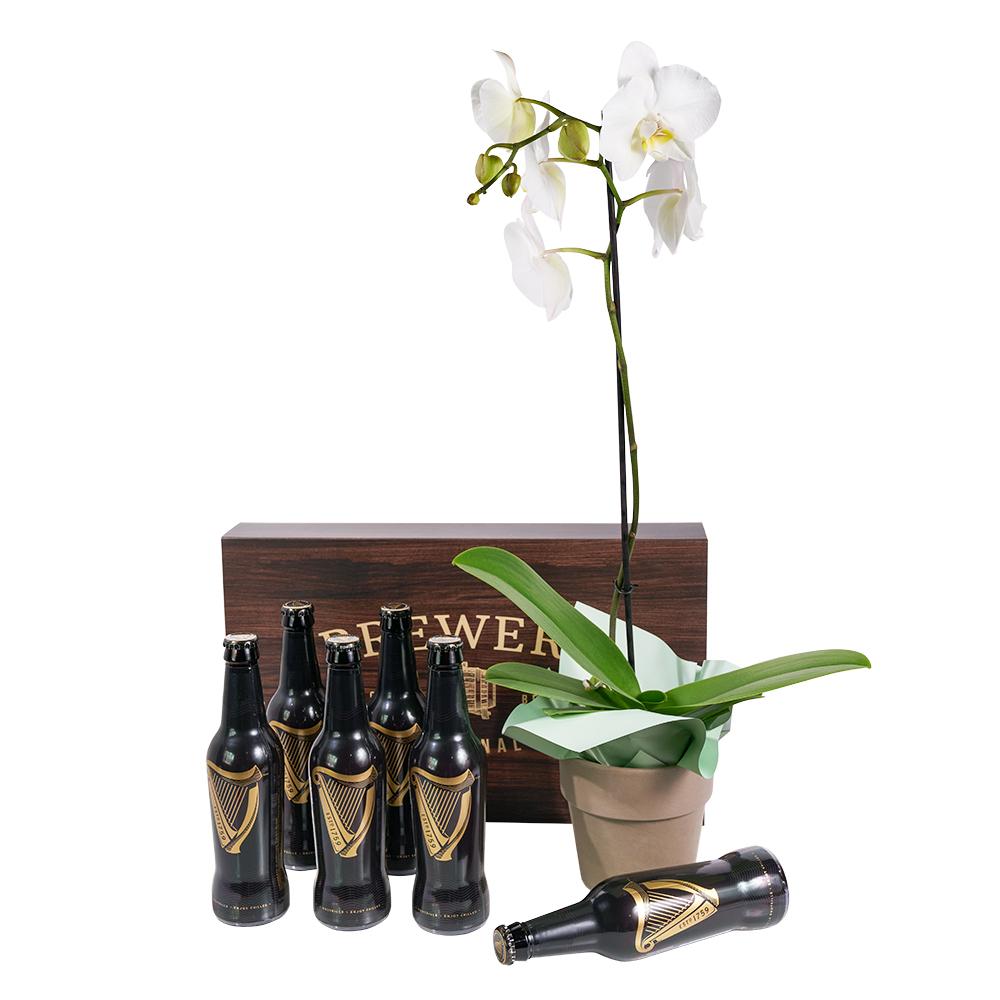 Guinness Flowers &amp; Beer Gift, white potted orchid in a ceramic planter, Six Guinness beers, beautiful box can hold up to 6 beers, Flower &amp; Beer Gifts from Blooms New Jersey - Same Day New Jersey Delivery.