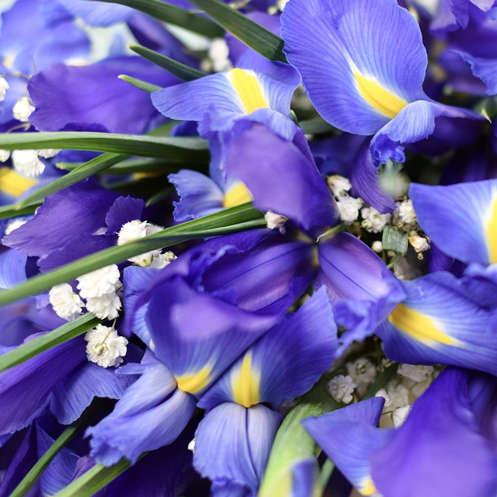 Lavish Lavender Iris Bouquet - New Jersey Blooms - New Jersey Flower Delivery