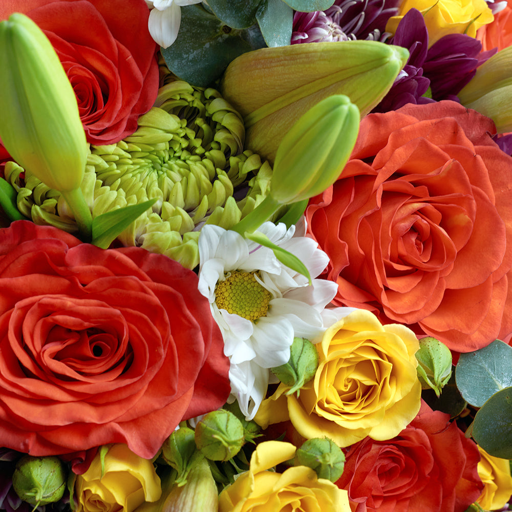Mother's Day Love In Casablanca Deluxe Mixed Rose Bouquet, roses, lilies, daisies, spray roses, and spider mums along with eucalyptus and salal gathered in a floral wrap and tied with a designer ribbon, Mixed Floral Gifts from Blooms New Jersey - Same Day New Jersey Delivery.