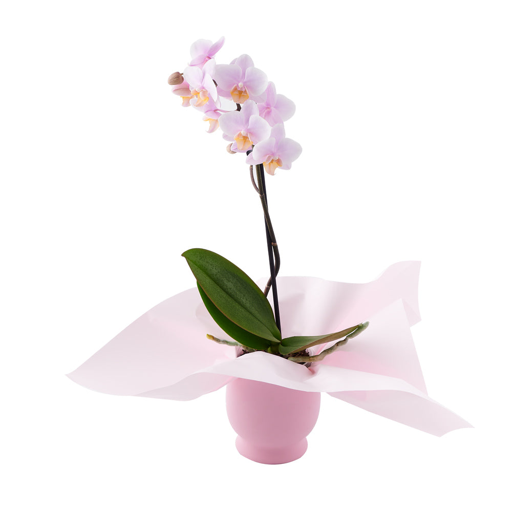 Pink Whispers Exotic Orchid Plant – Orchid Gifts – NJ delivery ...