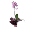 Elegant Orchid Plant, plant gift, orchid gift, orchid, same day new jersey delivery, new jersey delivery