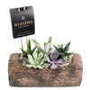 Natural Log Succulent Arrangement - New Jersey Blooms - New Jersey Plant Delivery