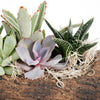 Natural Log Succulent Arrangement - New Jersey Blooms - New Jersey Plant Delivery