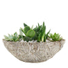 Nature's Own Succulent Garden - New Jersey Blooms - New Jersey Plant Delivery