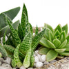 Nature's Own Succulent Garden - New Jersey Blooms - New Jersey Plant Delivery