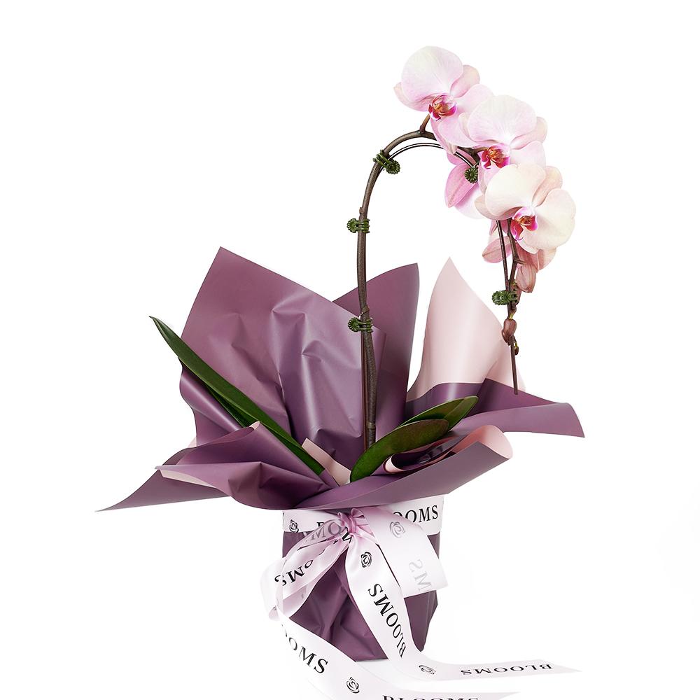 Orchid & Planter - New Jersey Flower Delivery - New Jersey Blooms