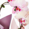 Orchid & Planter - New Jersey Flower Delivery - New Jersey Blooms