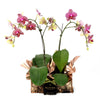 Oriental Musings Exotic Orchid Plant - New Jersey Blooms - New Jersey Flower Delivery